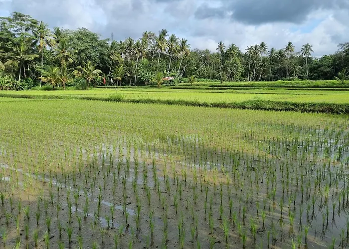New 4 Bedroom Surrounded By Jungle And Ricefields *